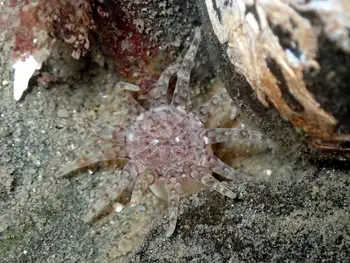Ten Tentacled Burrowing Anemone