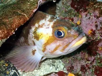 Copper Rockfish