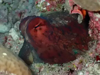 Indian Reef Octopus