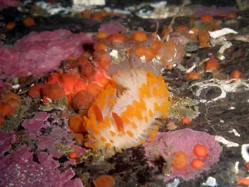 Cockerell's Nudibranch