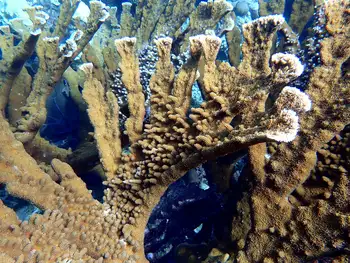 Fused Staghorn Coral