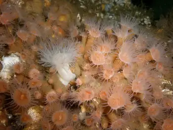 orange zoanthid