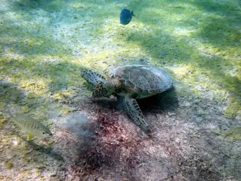 Green Sea Turtle