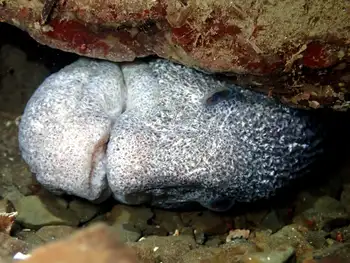 Wolf Eel
