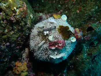 Flower Sea Urchin