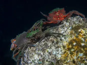 Southern Kelp Crabs