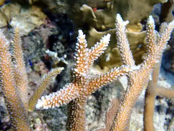 staghorn coral