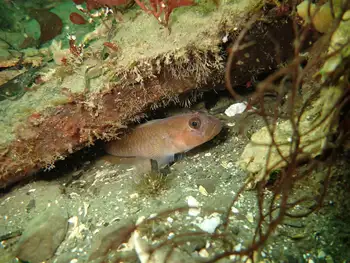Blackeye Goby