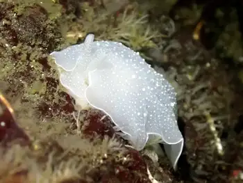 California Berthella