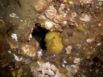 Common Acorn Barnacles