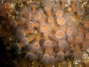 Orange Zoanthids