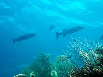 Barracuda