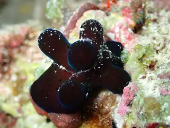 sponge snail