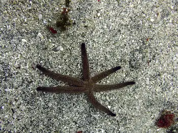variable star