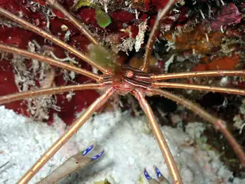 arrow crab