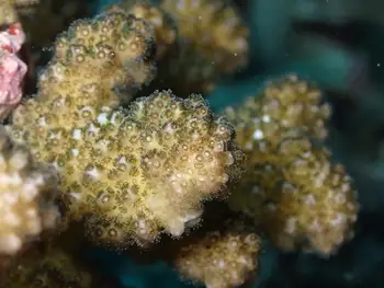 Coral