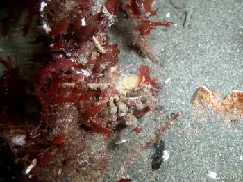 Graceful Decorator Crab