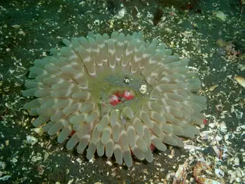 Stubby Rose Anemone