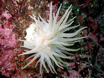 Crimson Anemone
