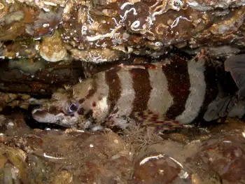 Painted Greenling
