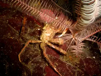 Sharp Nosed Crab
