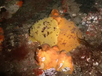 Sponge