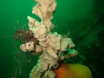 Hard Gnarled Clump Sponge