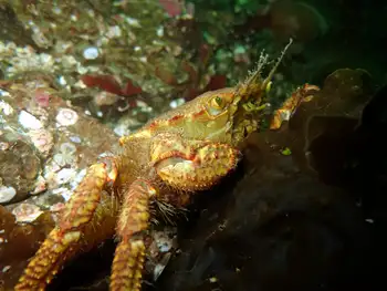 Helmet Crab