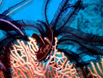 Spinose Feather Star