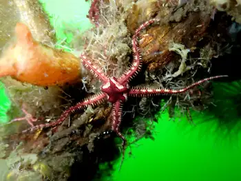 Daisy Brittle Star
