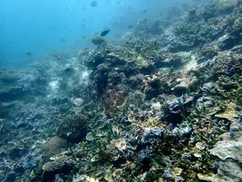 Reef