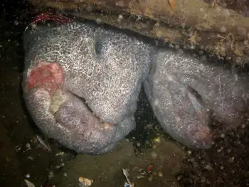Wolf Eels