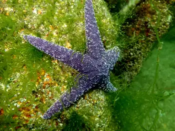 Ochre Star