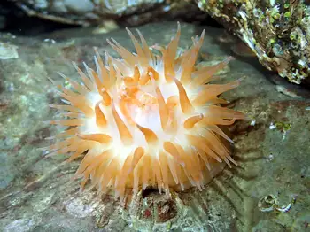 Swimming Anemone