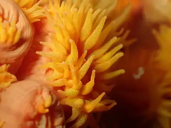 Tubastraea coccinea Coral