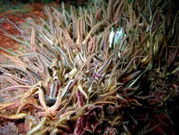 Daisy Brittle Stars