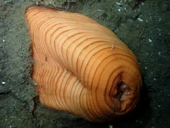 Metridium Anemone