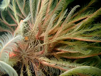 Northwest Feather Stars