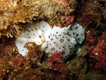 Leopard Nudibranchs