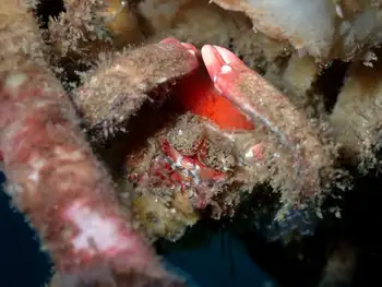 moss crab