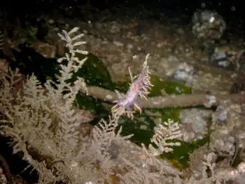 Coarse Sea Fir Hydroids