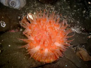 Painted Anemone