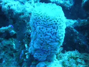 Azure Vase Sponge