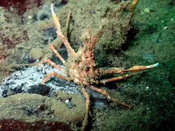 Longhorn Decorator Crab