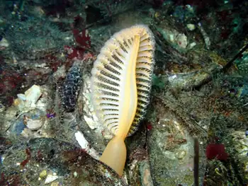Ptilosarcus gurneyi Sea Pen