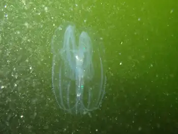 Comb Jelly