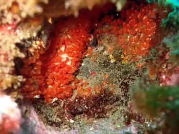 eggs snail
