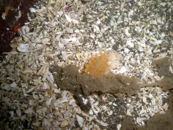 Ptilosarcus gurneyi Sea Pen