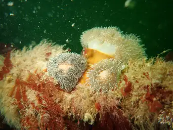 Anemones