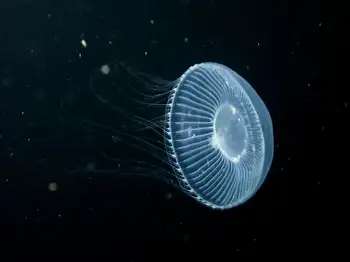 Water Jelly
